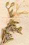Alyssum alpestre L., inflorescens x8
