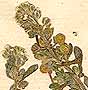 Alyssum calycinum L., blomställning x8