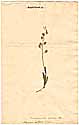 Alyssum creticum L., framsida
