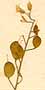 Alyssum creticum L., inflorescens x8