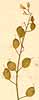 Alyssum creticum L., inflorescens x8