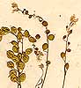 Alyssum creticum L., närbild, framsida x3
