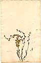 Alyssum creticum L., front