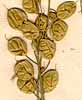 Alyssum creticum L., blomställning x8