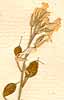 Alyssum creticum L., blomställning x8
