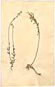 Alyssum incanum L., framsida