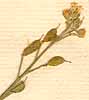 Alyssum incanum L., inflorescens x8