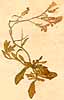 Alyssum sp., närbild, framsida x3