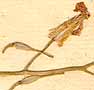 Alyssum sp., frukter x8