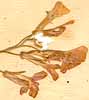 Alyssum sp., blommor x8