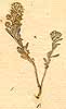 Alyssum sp., närbild, framsida x7
