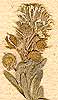 Alyssum sp., blomställning x8