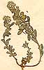 Alyssum sp., närbild, framsida x6