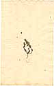 Alyssum sp., framsida