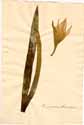 Amaryllis dubia L., framsida