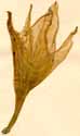 Amaryllis dubia L., flower x3