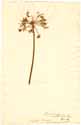 Amaryllis undulata L., framsida