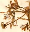 Amaryllis undulata L., blomställning x6