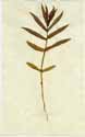Ammannia latifolia L., framsida