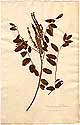 Amorpha fruticosa L., framsida