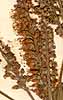 Amorpha fruticosa L., flowers x8