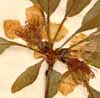 Amygdalus communis L., blomställning x5