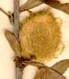 Amygdalus nana L., fruits x8