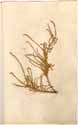 Anabasis tamariscifolium L., framsida