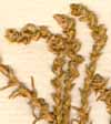 Anabasis tamariscifolium L., närbild x6