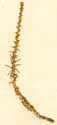 Anabasis tamariscifolium L., närbild x4