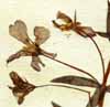 Anagallis monelli L., blomställning x6