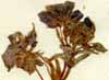 Anagallis monelli L., blomställning x6