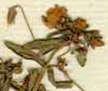 Anagallis sp., blommor x8
