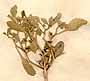 Anastatica hierochuntica L., framsida x4
