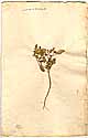 Anastatica hierochuntica L., framsida
