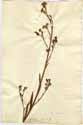 Anchusa officinalis L., framsida