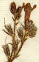 Anchusa officinalis L., blomställning x8