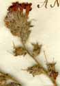 Anchusa undulata L., blomställning x8
