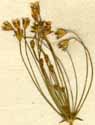 Androsace septentrionalis L., blomställning x8