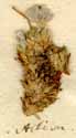 Androsace villosa L., inflorescens x8