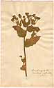 Andryala integrifolia L., front