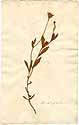 Andryala ragusina L., framsida