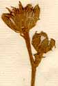 Andryala ragusina L., blomställning x8