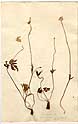 Anemone apennina L., framsida