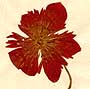 Anemone coronaria L., blomställning x8