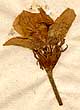 Anemone coronaria L., blomställning x4