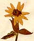 Anemone hortensis L., blomställning x8