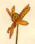 Anemone sulphurea L., blomställning x8