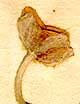 Anemone sylvestris L., blomställning x8