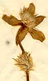 Anemone vernalis L., blomställning x5